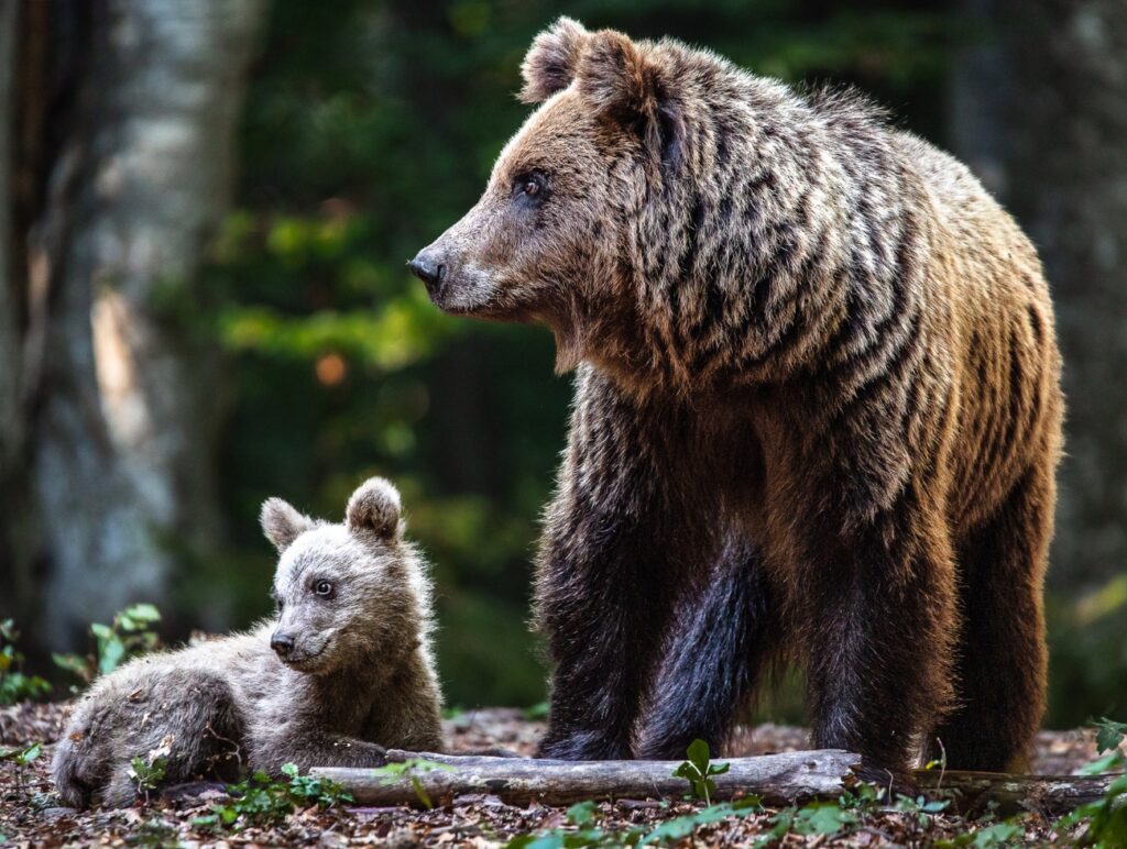 Ein großer Bär und ein kleiner Bär in der Natur.