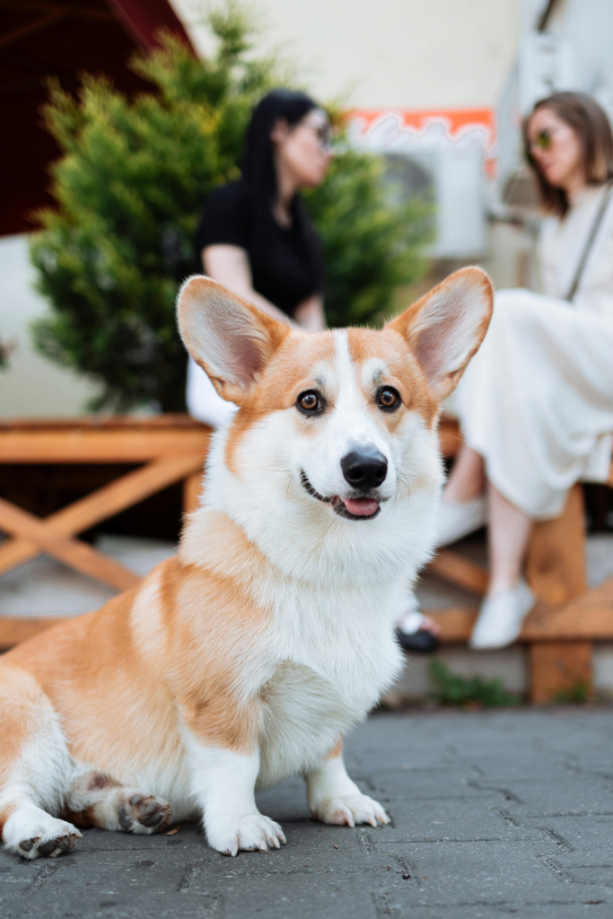 Corgi Café