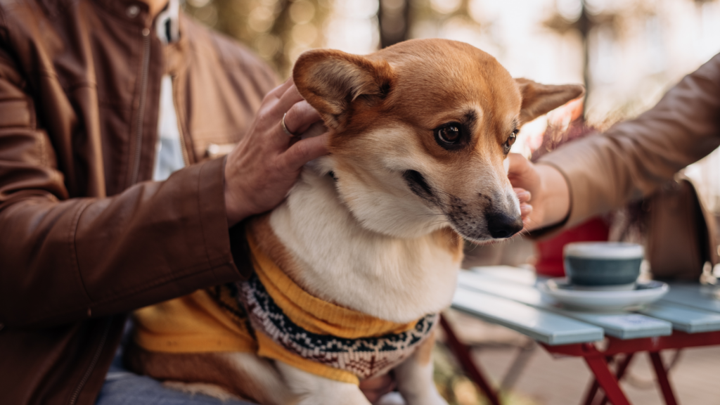 Tiercafés zwischen Kommerz und Tierliebe