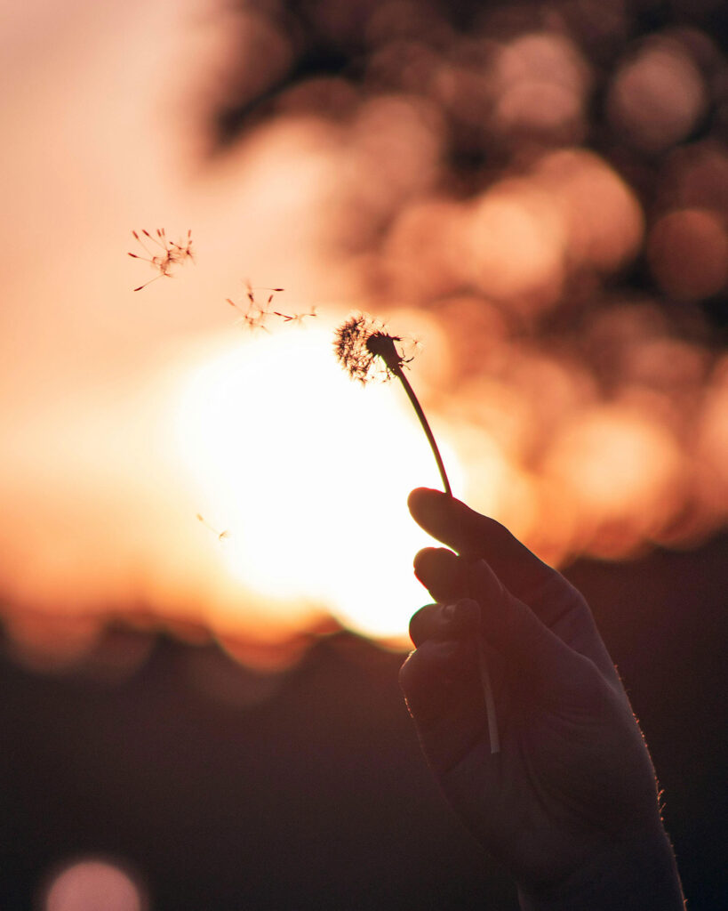 Loslassen: Pusteblume in einer Hand löst sich mit Sonnenuntergang im Hintergrund auf.