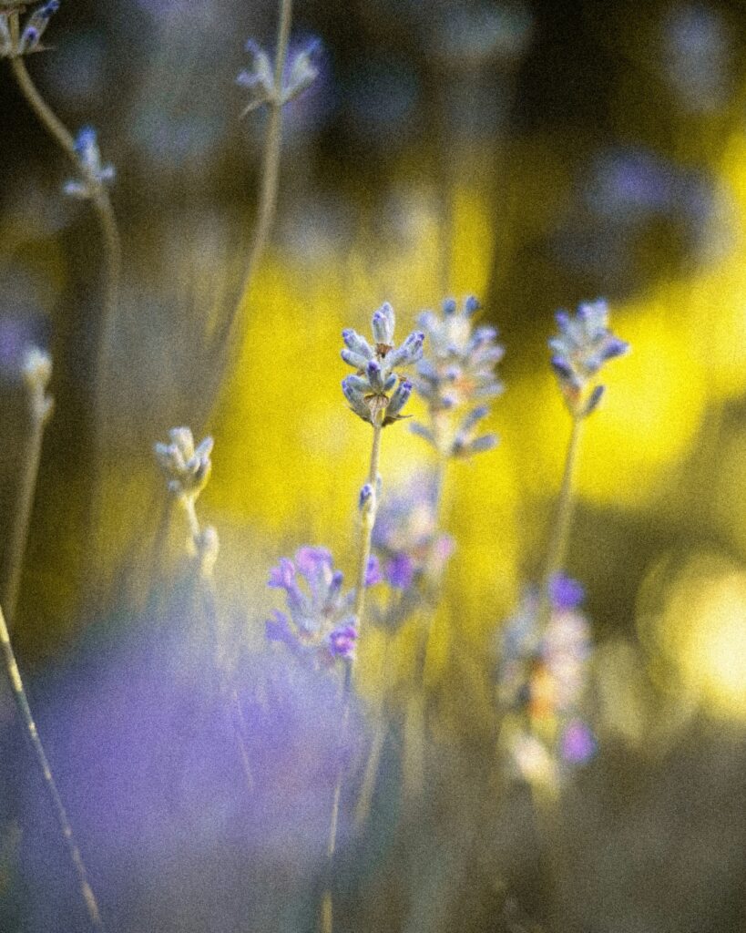 Naturfoto, grün, lila Blumen, ästhetisch