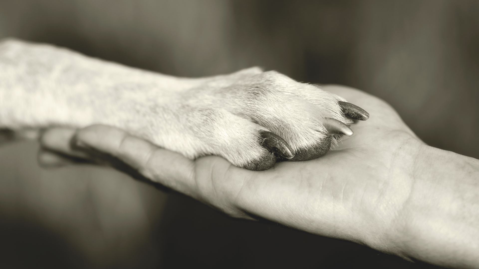 Mensch und Tier geben sich die Pfote