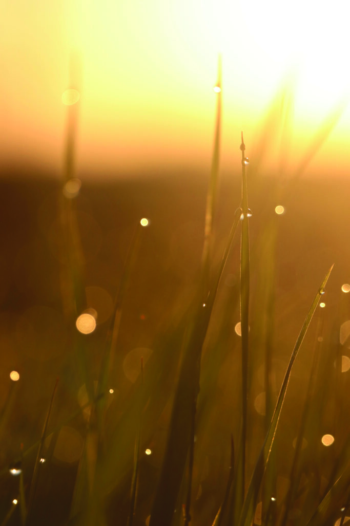 Nahaufnahme von Grashalmen auf einer Wiese mit goldenem Sonnenschein und Funkeln