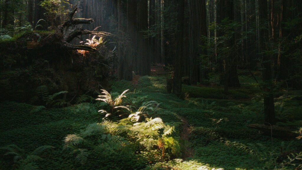 Lichtung im Wald