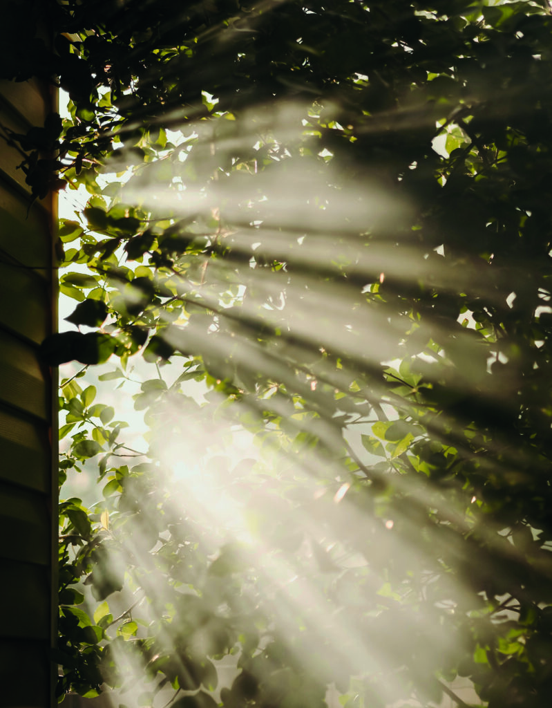 Sonne strahlt durch Blätter