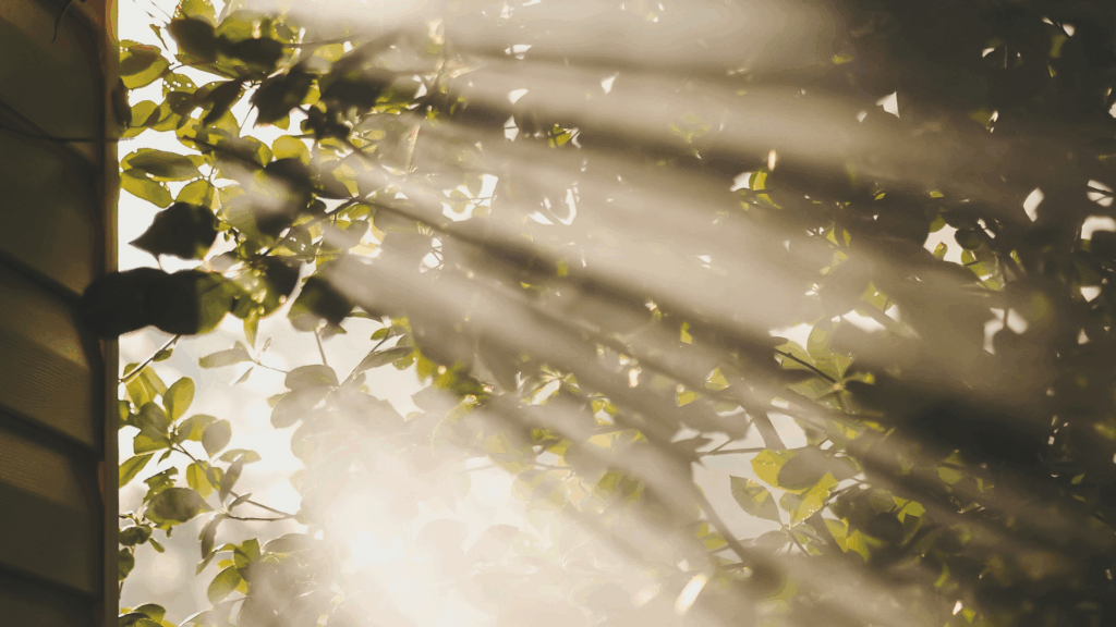 Licht fällt durch Äste