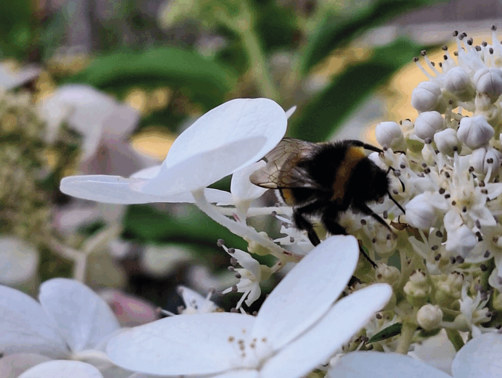 Eine Hummel auf einer weißen Blume