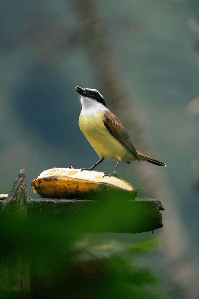 Vogel in der Landschaft von Südamerika